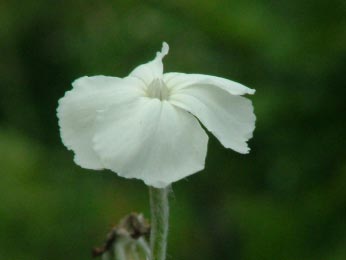 Lychnis coronaria 'Alba' Prikneus bestellen